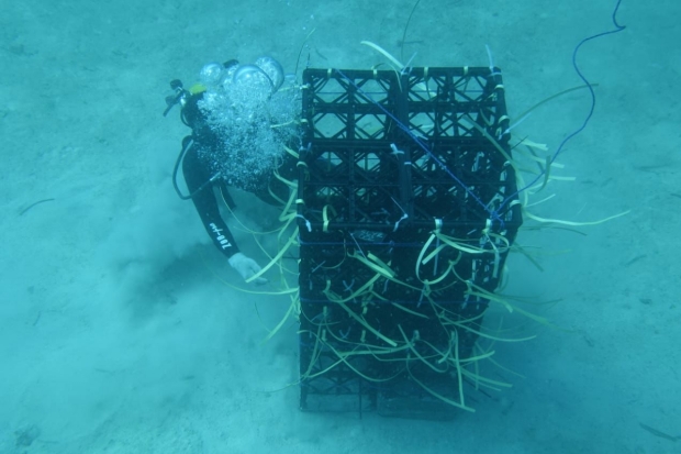 11 Hektar Laut di Sulsel Disiapkan Jadi Apartemen Ikan