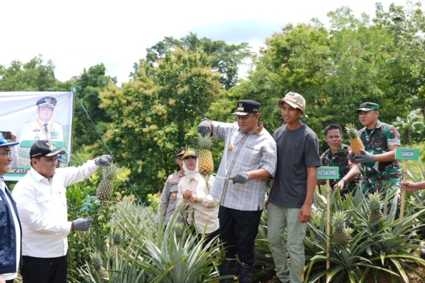 Kasus Bibit Nenas Rp60 Miliar yang Ditangani Kejati saat Bachtiar jadi Pj Gubernur