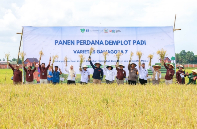 BI Perkuat Ketahanan Pangan Lewat Panen Perdana Padi Gamagora 7 di Maros