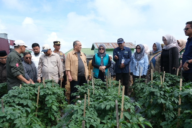 Pemkab Gowa Perkuat Rantai Agribisnis Kentang dan Sapi Potong