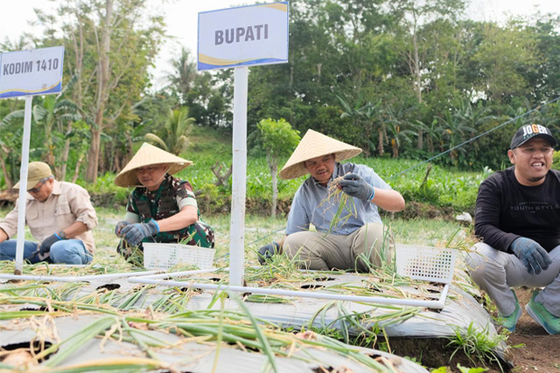 Panen Perdana Bawang Merah Lokana, Bantaeng Siap Jadi Daerah Penghasil Benih Terbaik
