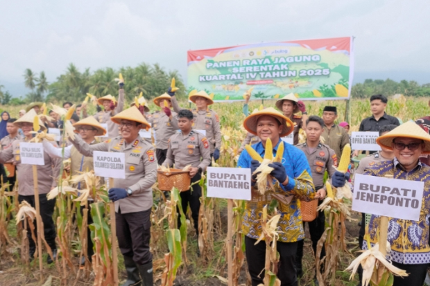 Panen Raya Jagung di Bantaeng Perkuat Ketahanan Pangan Nasional