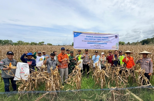 Bangkitkan Lahan Tidur, Petani Binaan PT Vale Panen Jagung Pakan di Tondowolio