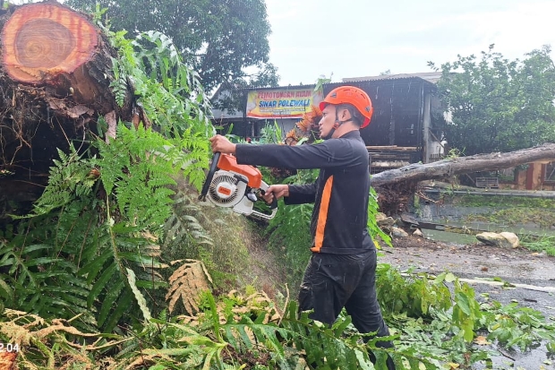 Hujan Deras dan Angin Kencang Landa Maros, Pohon Tumbang dan Atap Rusak