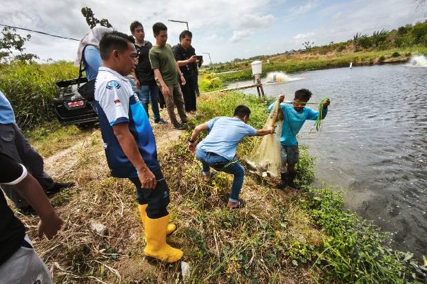Perikanan hingga Peternakan Terpadu di Talumae, Strategi Sidrap Dorong Ekonomi Desa