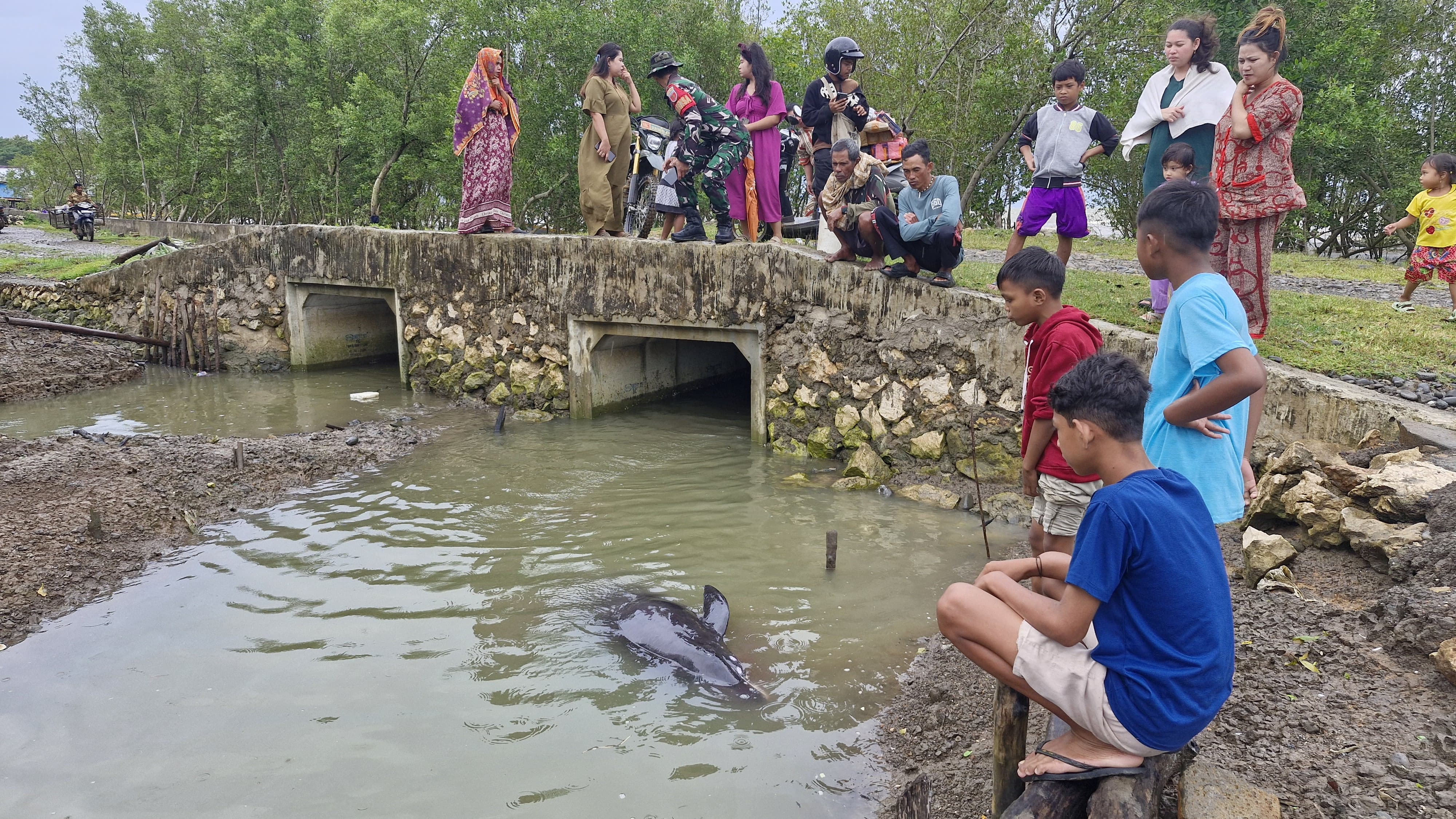 Lumba-lumba Terluka Terdampar di Pesisir Kuri Ca’di Maros