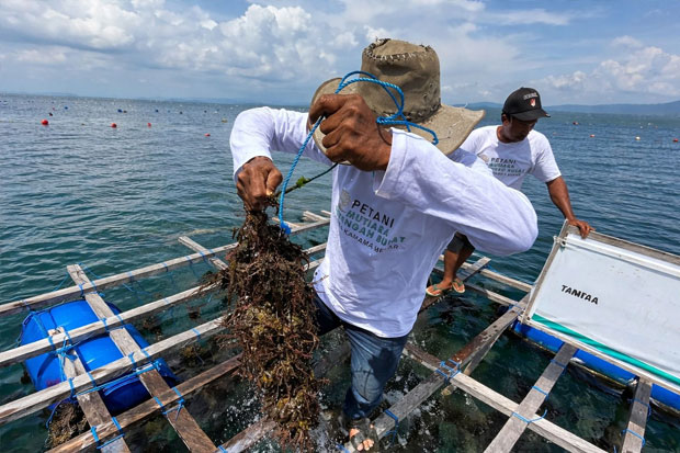 LAZ Hadji Kalla Bantu Masyarakat Buton Buididaya Kerang Mutiara hingga Panen Berhasil