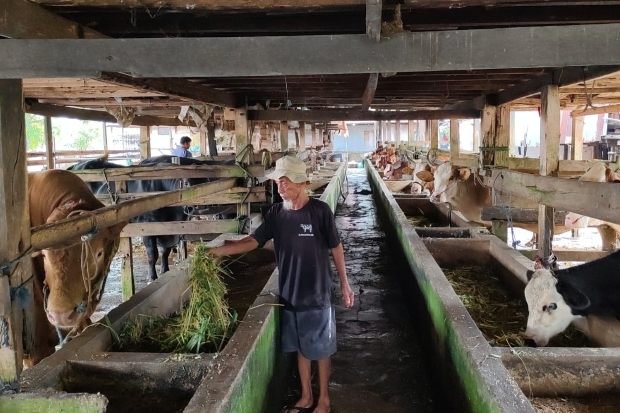 Penjualan Sapi Kurban di Maros Meningkat Meski Harga Naik