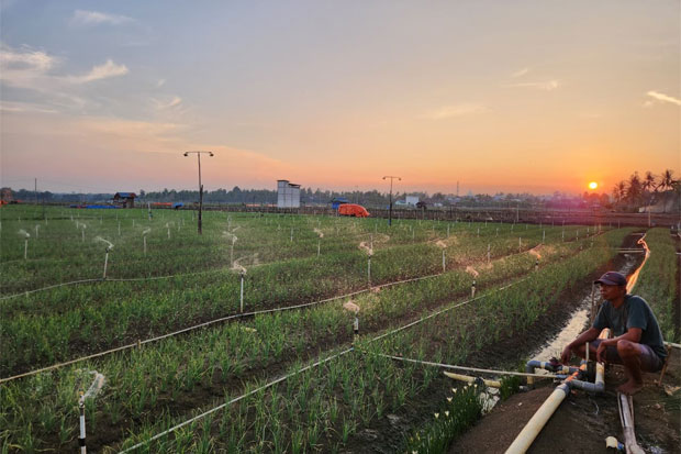 PLN Hadirkan Listrik untuk Petani di Bone, Produktivitas Naik dan Biaya Operasional Turun sampai 74 Persen