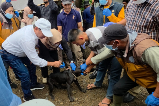 Anjing yang Serang Warga di Maros Positif Rabies, Pemkab Siapkan Vaksinasi Massal