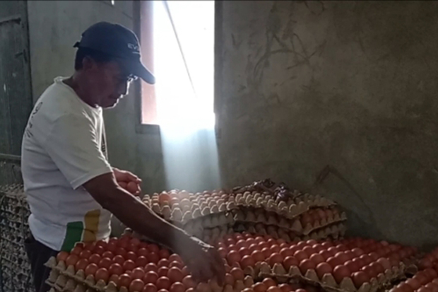 Satgas MBG Parepare Instruksikan Dapur SPPG Serap Telur Peternak Lokal