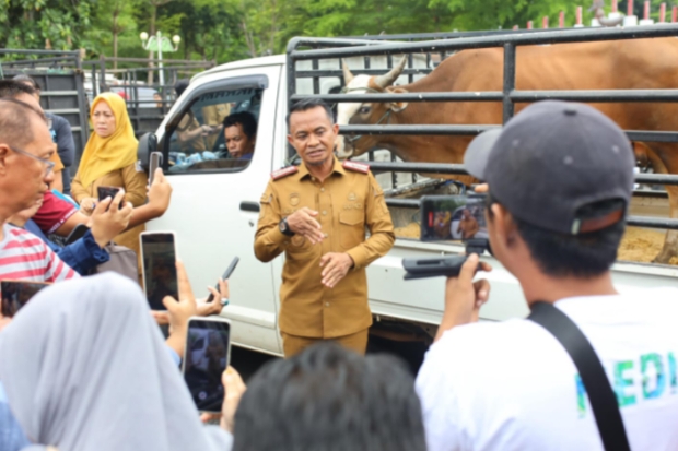 Bupati Bone Lepas 46 Sapi Kurban untuk Petugas Kebersihan, Pesantren, dan Warga Pelosok