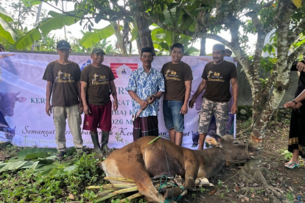 KM Bulukumba Kembali Tebar Kepedulian, 13 Sapi Kurban Disalurkan ke Pelosok Desa