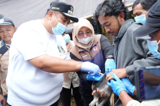 Cegah Rabies, Warga Camba Buru Anjing Liar, BBV Tambah 300 Dosis Vaksin