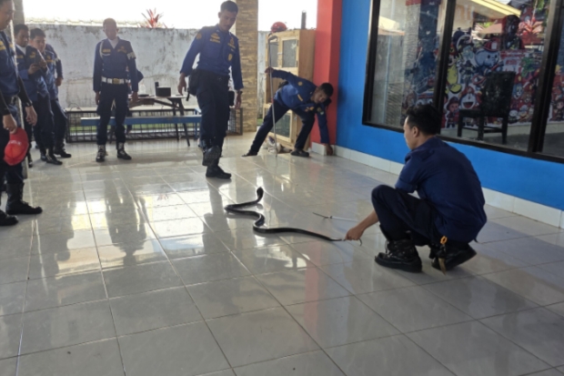 Tim Animal Rescue Maros Evakuasi Ular King Kobra 3,5 Meter di Permukiman Warga