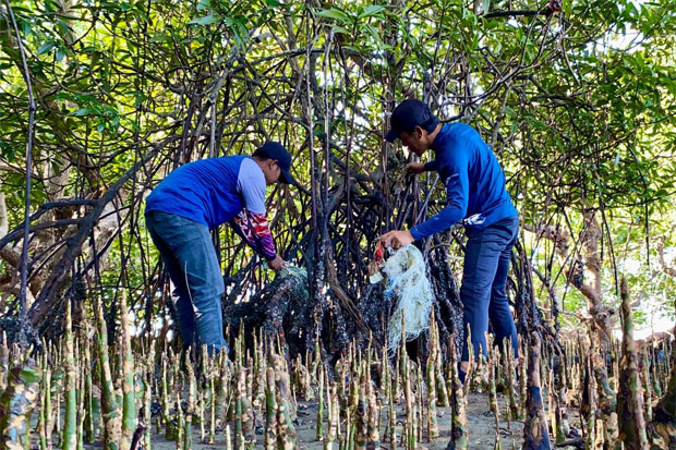 Peringati Hari Mangrove Sedunia di Teluk Bone, Literasea Selamatkan Pohon Tua dari Jeratan ‘Jaring Hantu’