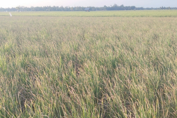 Gubernur Sulsel Lakukan Percepat Pompanisasi untuk Lahan Pertanian Hadapi Musim Kemarau