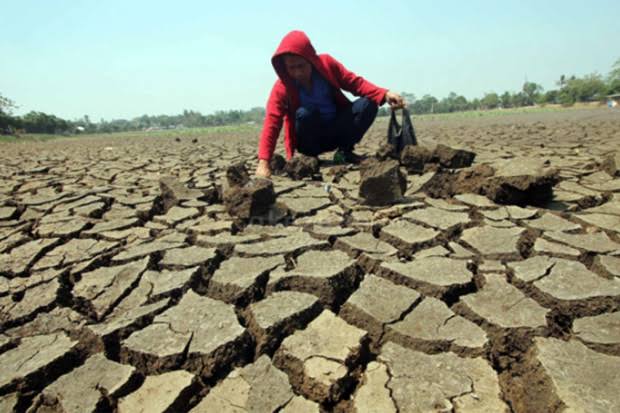 2.206 Ha Lahan Pertanian Maros Terancam Kekeringan, Bupati Kerahkan Pompa Air