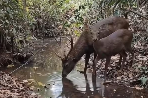 Rusa Dekati Kebun Warga Pasca Kebakaran di Area Padang Bantilang