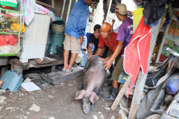 Pemkot Makassar Fasilitasi Relokasi Peternakan Babi di Panaikang