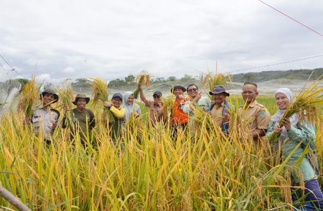 Hasil Uji Laboratorium: Padi di Lahan Terdampak Tumpahan MFO Vale Aman Dikonsumsi