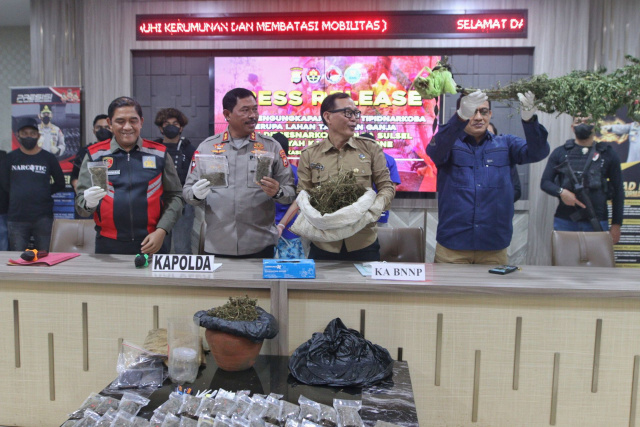 Polda Sulsel merilis barang bukti ganja dan pelaku otak penanaman ganja di Lobbi Mapolda Sulsel, Makassar.