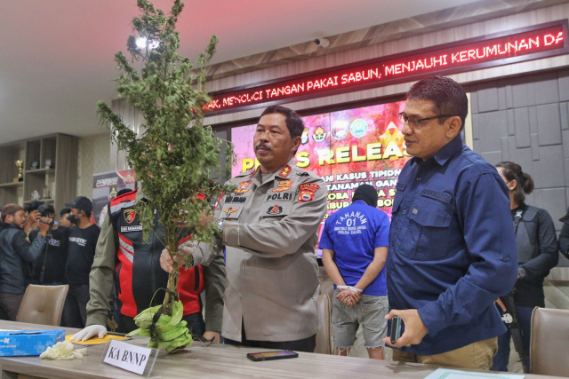 Barang Bukti Ladang Ganja Dirilis Polda Sulsel