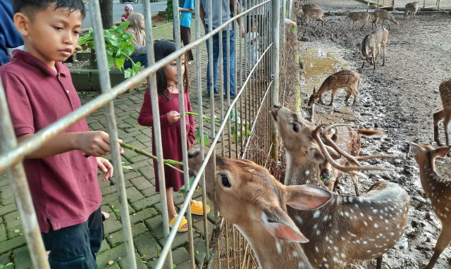 Pengunjung memberikan makanan ke rusa di dalam penangkaran depan gedung Sekolah Pascasarjana Universitas Hasanuddin, Kecamatan Tamalanrea, Makassar, Senin (27/2/2023).