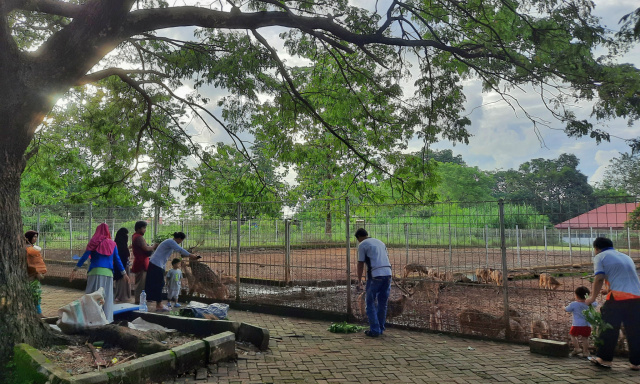 Sejumlah pengunjung memberikan makanan ke rusa di dalam penangkaran depan gedung Sekolah Pascasarjana Universitas Hasanuddin, Kecamatan Tamalanrea, Makassar, Senin (27/2/2023).