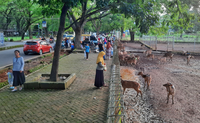 Pengunjung memberikan makanan ke rusa di dalam penangkaran depan gedung Sekolah Pascasarjana Universitas Hasanuddin, Kecamatan Tamalanrea, Makassar, Senin (27/2/2023).