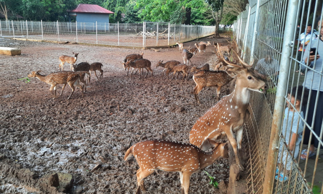 Menengok Keunikan Rusa Tutul di Kampus Unhas