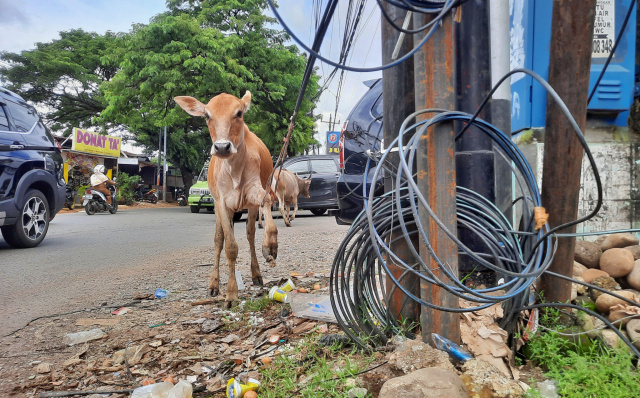 Seekor sapi terjerat oleh kabel fiber optik di Jalan Borong Raya, Makassar, Rabu (1/3/2023).