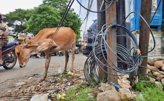 Semrawut dan Membahayakan, Kabel Optik Menyentuh Tanah