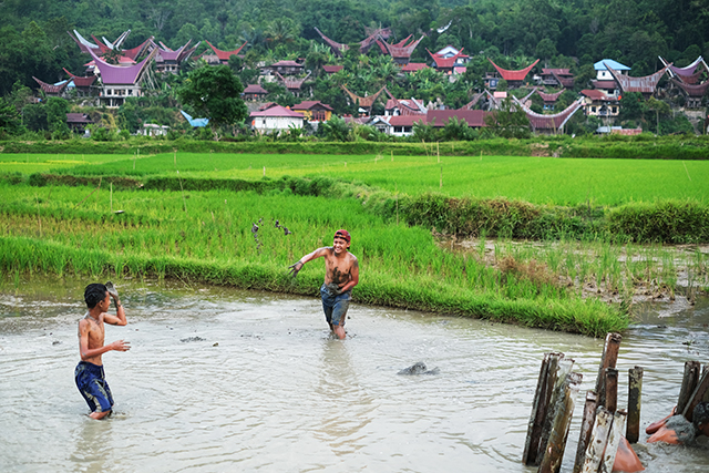 Riang Gembira Bermain di Area Persawahan Toraja