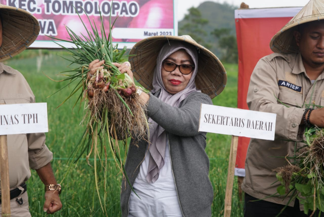 Sekretaris Daerah Kabupaten Gowa, Kamsina didampingi Kepala Dinas Tanaman Pangan dan Hortikultura Kabupaten Gowa, Muh. Fajaruddin, menghadiri panen perdana bersama kelompok tani Desa Bolaromang, Kecamatan Tombopa, Sabtu (11/3/2023).