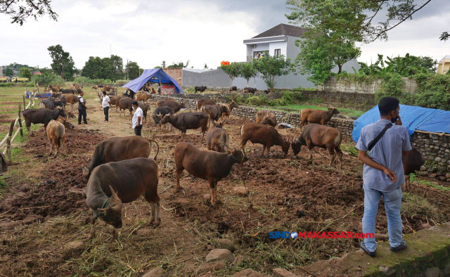 Sejumlah sapi peliharaan dijual di Jalan Hertasning Baru, Makassar, Senin (12/6/2023). 