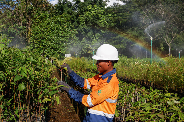 Pusat pembibitan pohon di kawasan pertambangan nikel PT Vale di Soroako, Luwu Timur, Sulawesi Selatan, Kamis (27/7/2023). PT Vale mengembangkan kawasan pembibitan pohon (nursery) untuk persiapan penghijauan kembali bekas tambang sebagai salah satu bentuk tanggung jawab terhadap kelestarian lingkungan pascaeksploitasi.