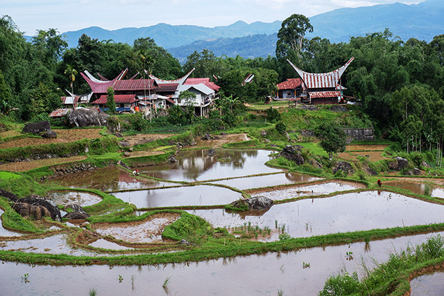 Sawah merupakan satu di antara contoh lingkungan buatan yang memiliki manfaat besar bagi manusia.