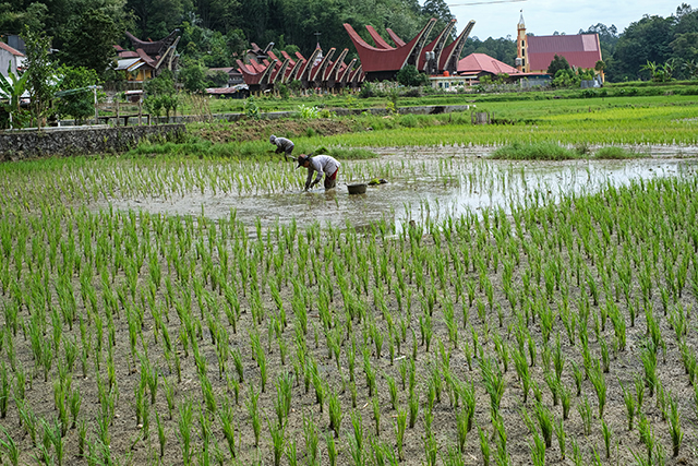 Sawah Lahan Produktif Pertanian