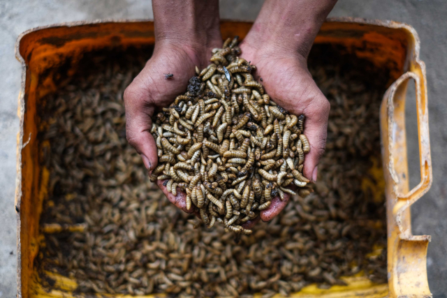 Peternak tengah memeriksa larva Maggot di Rumah Budi daya Maggot Urban Agro Farm Makassar, Kamis (23/11/2023).