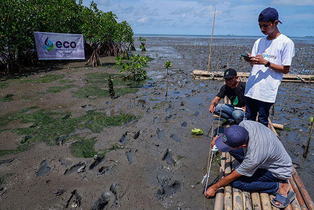 Indosat memberi bantuan penanaman mangrove berbasis teknologi Internet of Things (IoT) yang melibatkan keikutsertaan masyarakat desa di Desa Bulu Cindea Kecamatan Bungoro, Kabupaten Pangkep, Sulawesi Selatan, Senin (4/12/2023).