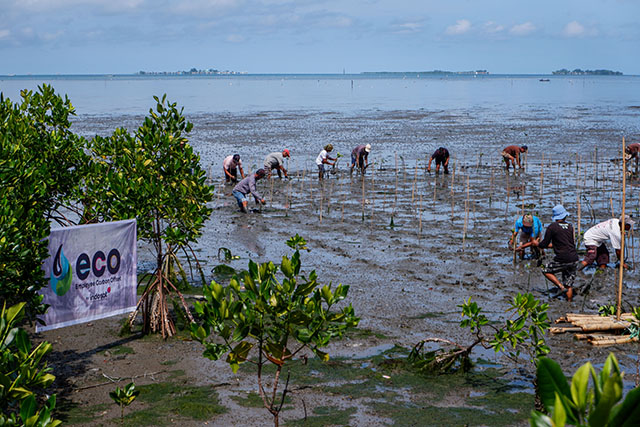 Indosat memberi bantuan penanaman mangrove berbasis teknologi Internet of Things (IoT) yang melibatkan keikutsertaan masyarakat desa di Desa Bulu Cindea Kecamatan Bungoro, Kabupaten Pangkep, Sulawesi Selatan, Senin (4/12/2023).