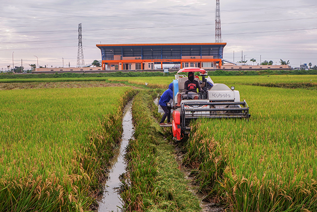 Petani memanen hasil padinya di kawasan Stasiun Maros, Kabupaten Maros, Sulawesi Selatan, Kamis (14/3/2024).