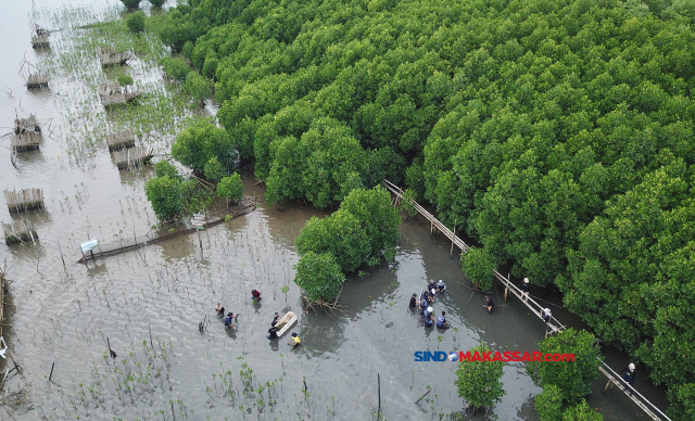 Sejumlah aktivis lingkungan menanam bibit mangrove di Kampung Wisata Mangrove Lantebung, Kelurahan Bira, Kecamatan Tamalanrea, Kota Makassar, Sulawesi Selatan, Minggu (26/5/2024).