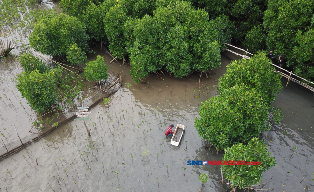 Aktivis lingkungan menanam bibit mangrove di Kampung Wisata Mangrove Lantebung, Kelurahan Bira, Kecamatan Tamalanrea, Kota Makassar, Sulawesi Selatan, Minggu (26/5/2024).