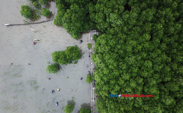 Sejumlah aktivis lingkungan menanam bibit mangrove di Kampung Wisata Mangrove Lantebung, Kelurahan Bira, Kecamatan Tamalanrea, Kota Makassar, Sulawesi Selatan, Minggu (26/5/2024).