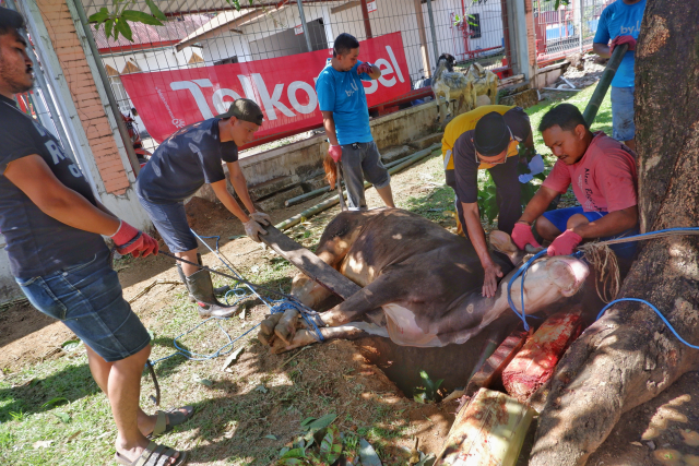 Suasana pemotongan daging hewan kurban di area GraPARI Jalan AP Pettarani, Makassar, Senin (17/6/2024).