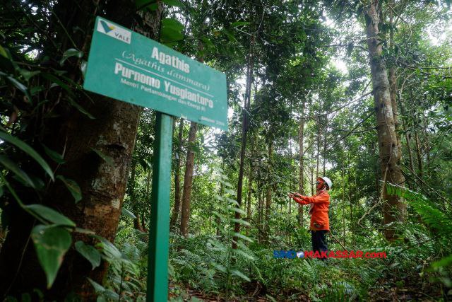 Seorang pengunjung mengamati pepohonan Hutan Himalaya di kawasan pertambangan nikel PT Vale Indonesia di Sorowako, Luwu Timur, Sulawesi Selatan, Jumat (2/8/2024).