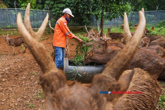 Petugas memberi makan sejumlah rusa yang ditangkarkan Taman Kehati Sawerigading Wallacea kawasan pertambangan nikel PT Vale Indonesia di Sorowako, Luwu Timur, Sulawesi Selatan, Minggu (4/8/2024).
