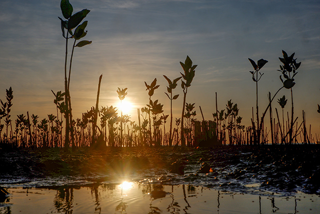 Mangrove berperan sebagai pelindung alami dari abrasi pantai serta mampu menyerap emisi karbon dalam jumlah besar, sehingga memberikan kontribusi nyata terhadap pengurangan dampak perubahan iklim.